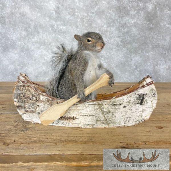 Canoe Squirrel Novelty Taxidermy Mount For Sale - Image 2