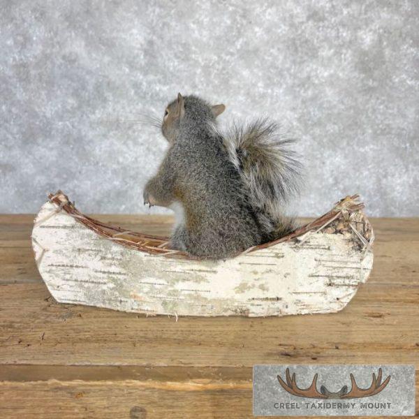 Canoe Squirrel Novelty Taxidermy Mount For Sale - Image 4