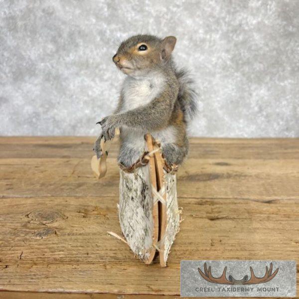 Canoe Squirrel Novelty Taxidermy Mount For Sale - Image 5