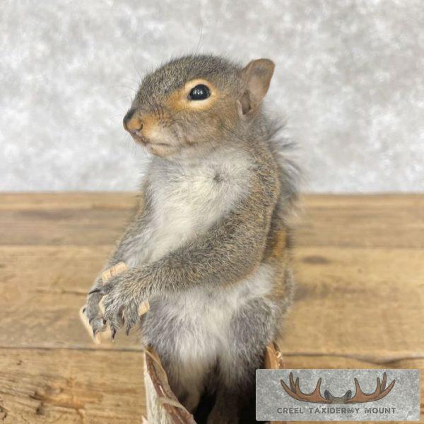 Canoe Squirrel Novelty Taxidermy Mount For Sale - Image 6