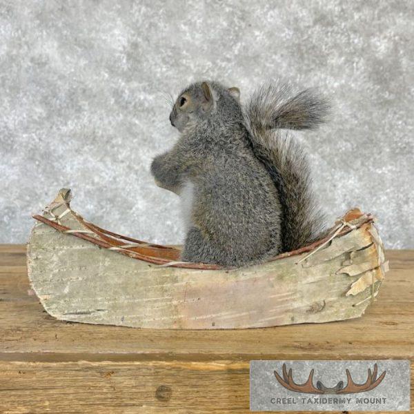 Canoe Squirrel Novelty Taxidermy Mount For Sale - Image 4