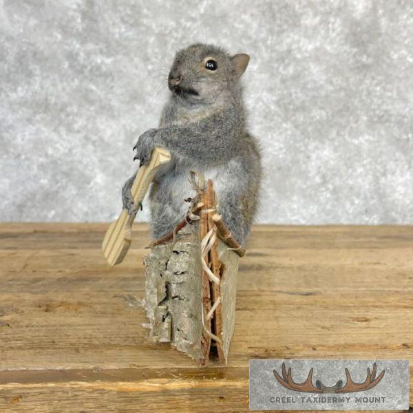 Canoe Squirrel Novelty Taxidermy Mount For Sale - Image 5