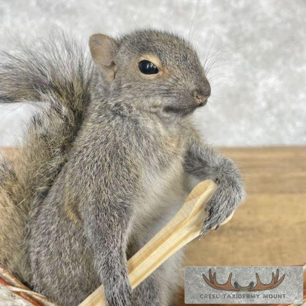 Canoe Squirrel Novelty Taxidermy Mount For Sale - Image 6