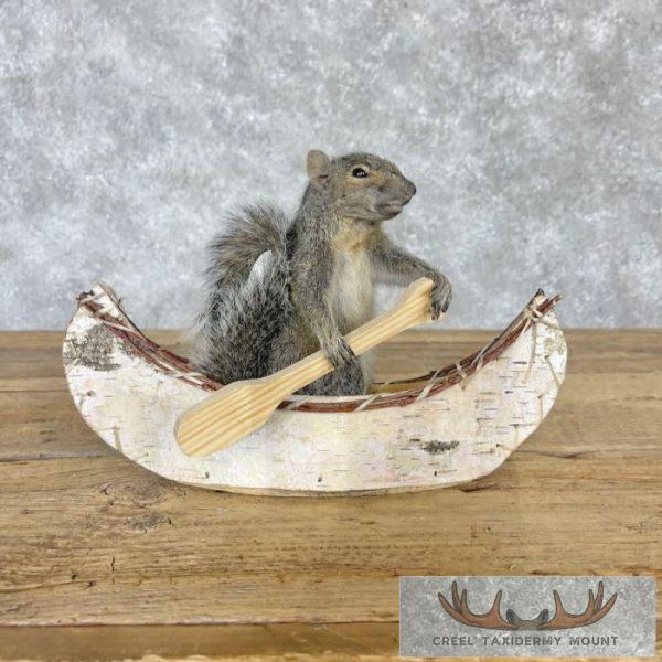 Canoe Squirrel Novelty Taxidermy Mount For Sale - Image 2