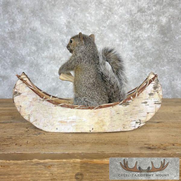 Canoe Squirrel Novelty Taxidermy Mount For Sale - Image 4