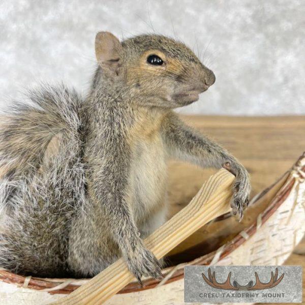 Canoe Squirrel Novelty Taxidermy Mount For Sale - Image 6