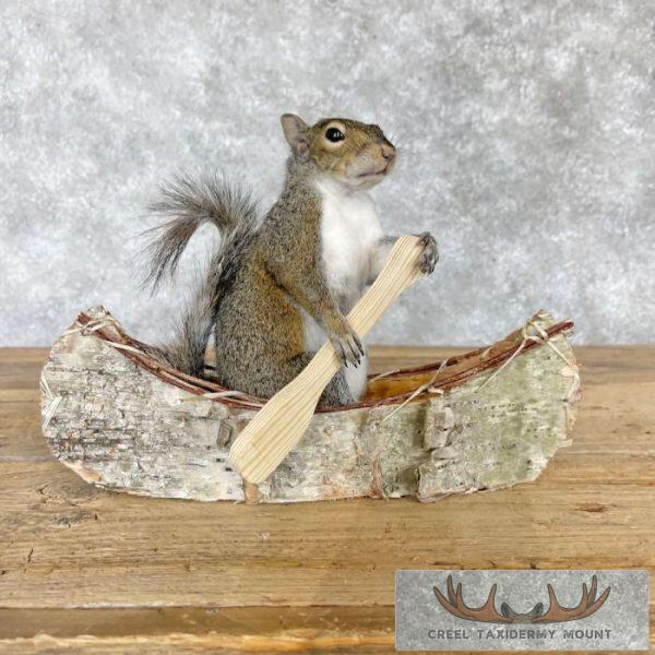 Canoe Squirrel Novelty Taxidermy Mount For Sale - Image 2
