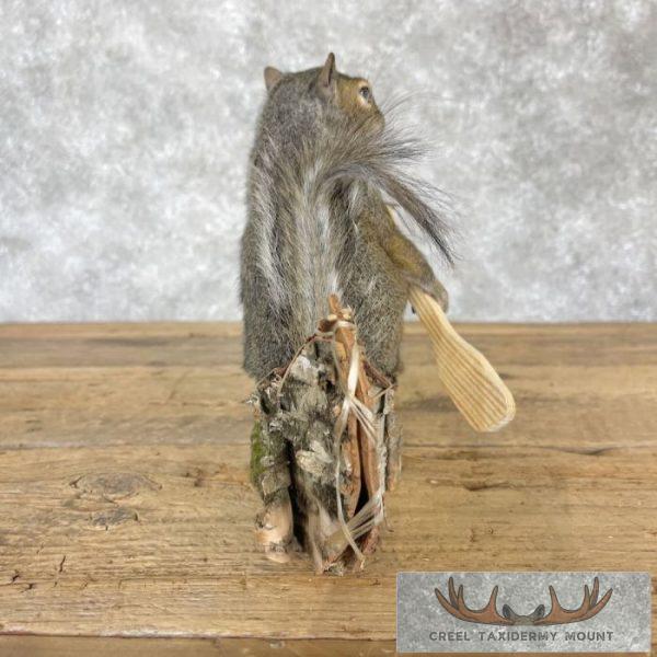 Canoe Squirrel Novelty Taxidermy Mount For Sale - Image 3