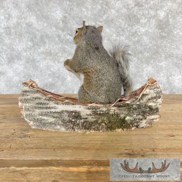 Canoe Squirrel Novelty Taxidermy Mount For Sale - Image 4