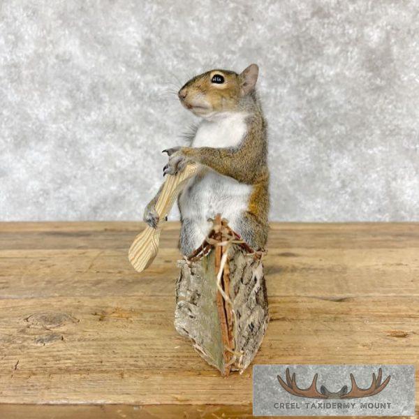 Canoe Squirrel Novelty Taxidermy Mount For Sale - Image 5