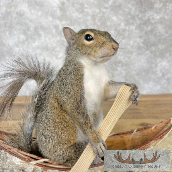 Canoe Squirrel Novelty Taxidermy Mount For Sale - Image 6