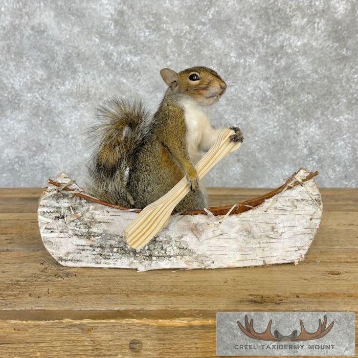 Canoe Squirrel Novelty Taxidermy Mount For Sale