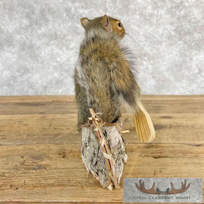 Canoe Squirrel Novelty Taxidermy Mount For Sale