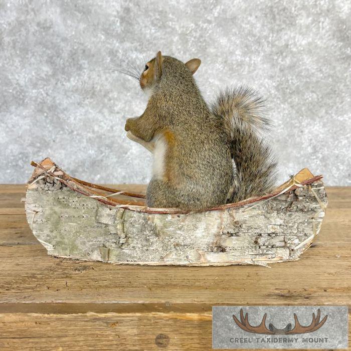 Canoe Squirrel Novelty Taxidermy Mount For Sale