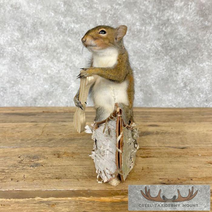 Canoe Squirrel Novelty Taxidermy Mount For Sale