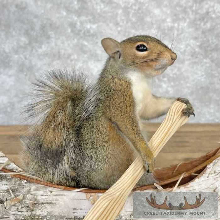Canoe Squirrel Novelty Taxidermy Mount For Sale