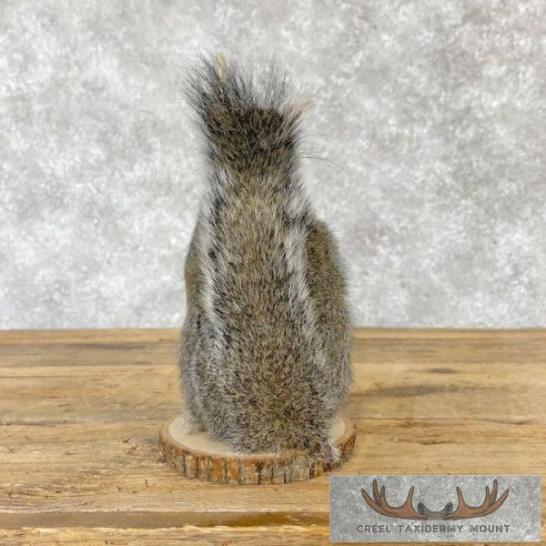 Fishing Squirrel Novelty Taxidermy Mount For Sale - Image 4