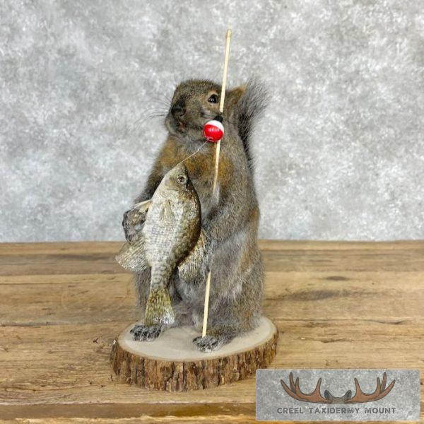 Fishing Squirrel Novelty Taxidermy Mount For Sale - Image 6