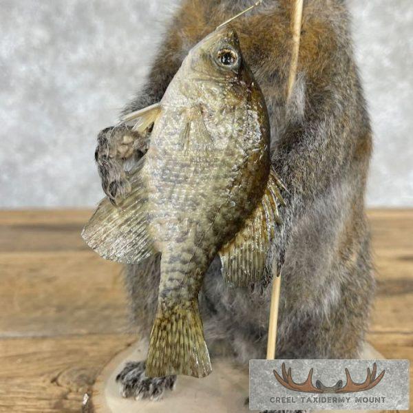 Fishing Squirrel Novelty Taxidermy Mount For Sale - Image 7