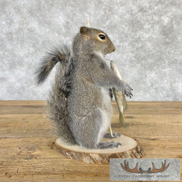 Fishing Squirrel Novelty Taxidermy Mount For Sale - Image 3