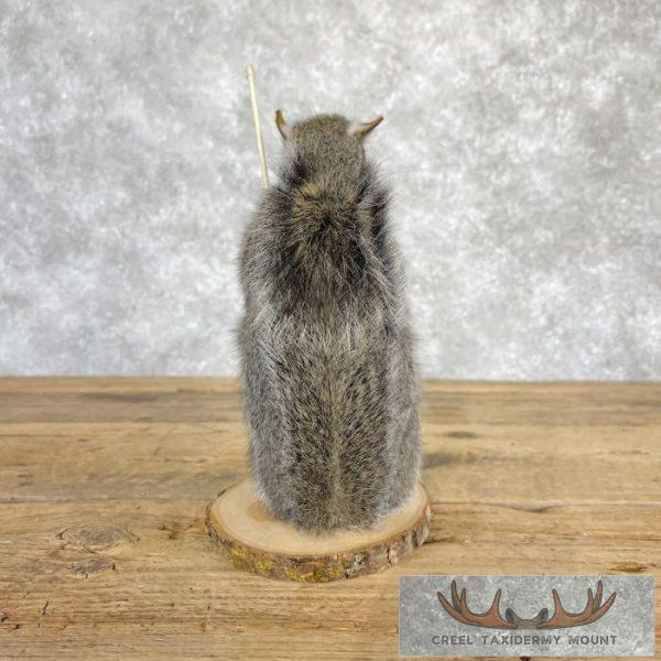 Fishing Squirrel Novelty Taxidermy Mount For Sale - Image 4