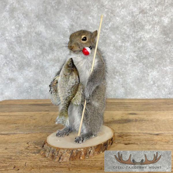 Fishing Squirrel Novelty Taxidermy Mount For Sale - Image 6