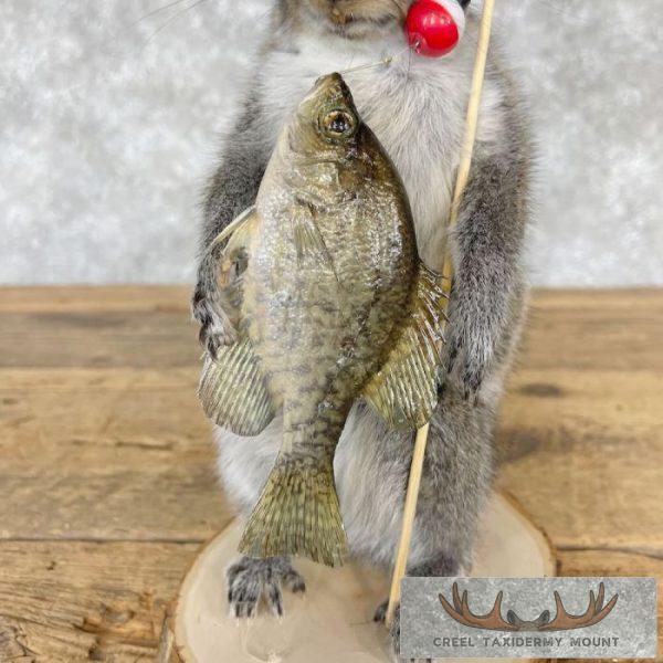Fishing Squirrel Novelty Taxidermy Mount For Sale - Image 7