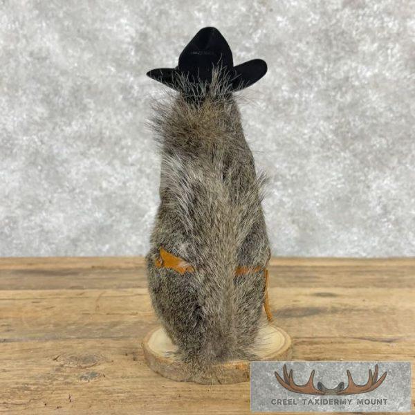 Cowboy Squirrel Novelty Taxidermy Mount For Sale - Image 4
