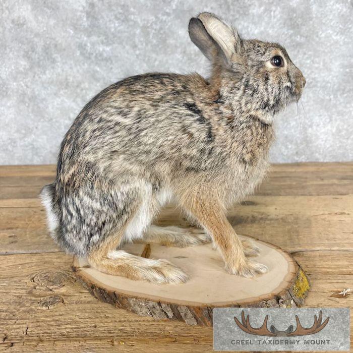 Eastern Cottontail Rabbit Life-size Taxidermy Mount For Sale - Image 3