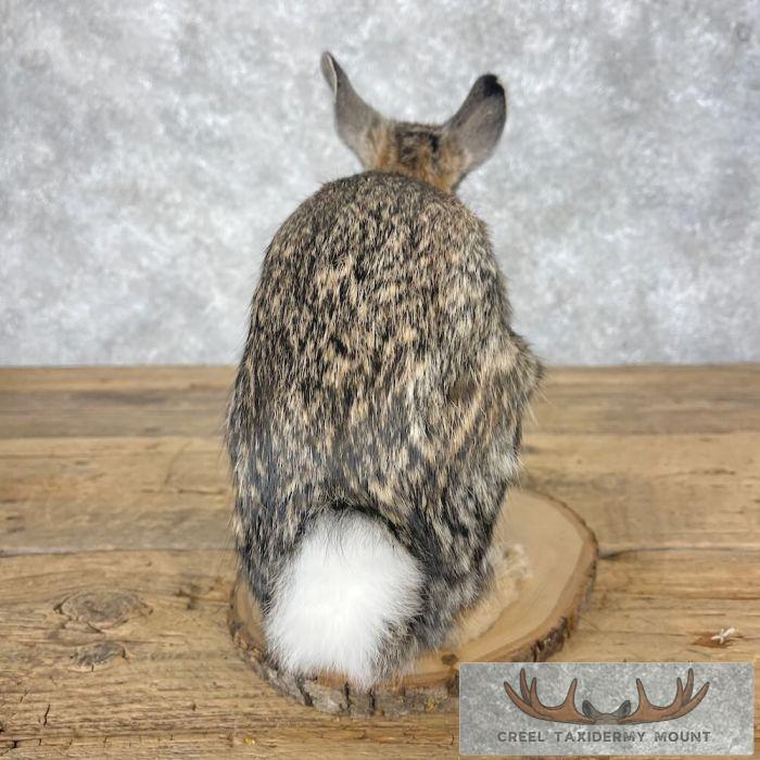 Eastern Cottontail Rabbit Life-size Taxidermy Mount For Sale - Image 2