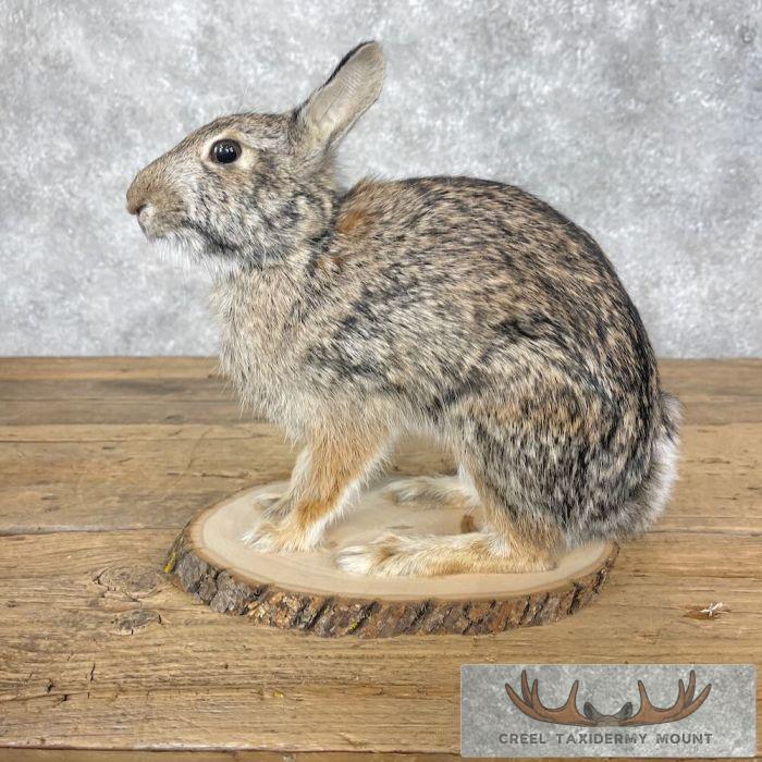 Eastern Cottontail Rabbit Life-size Taxidermy Mount For Sale - Image 4