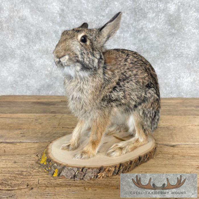 Eastern Cottontail Rabbit Life-size Taxidermy Mount For Sale - Image 5