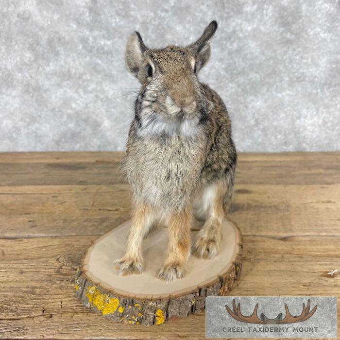 Eastern Cottontail Rabbit Life-size Taxidermy Mount For Sale - Image 6