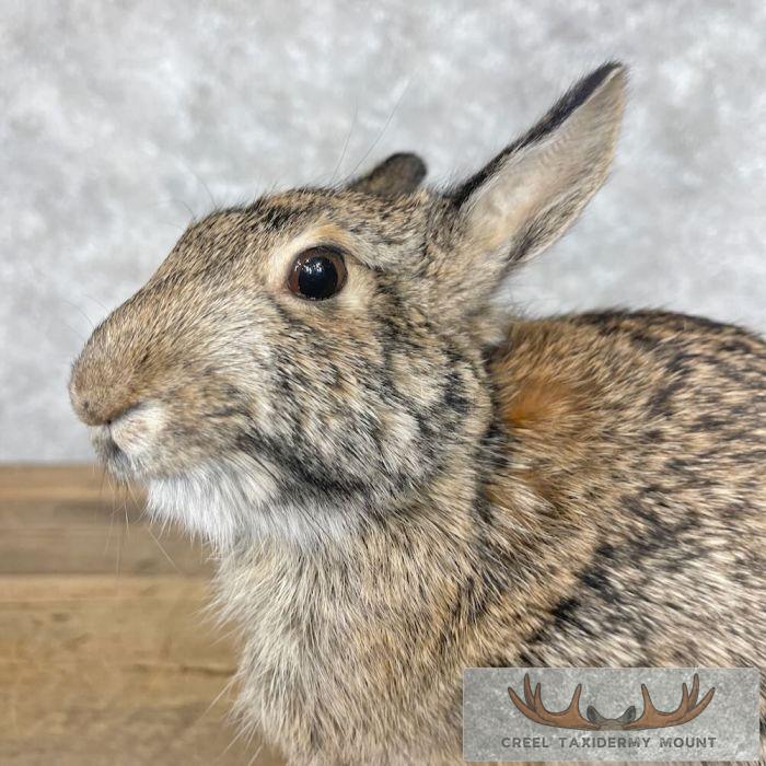 Eastern Cottontail Rabbit Life-size Taxidermy Mount For Sale - Image 7