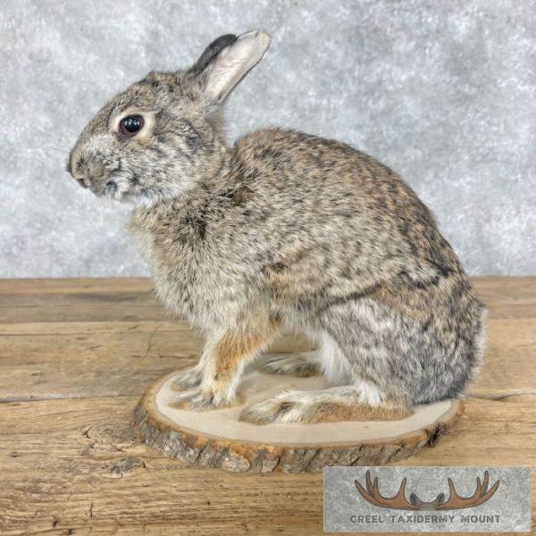 Eastern Cottontail Rabbit Life-size Taxidermy Mount For Sale - Image 5