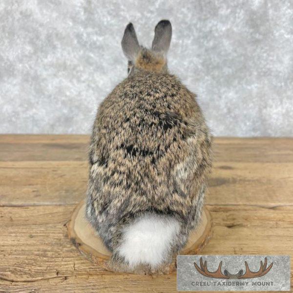 Eastern Cottontail Rabbit Life-size Taxidermy Mount For Sale - Image 4