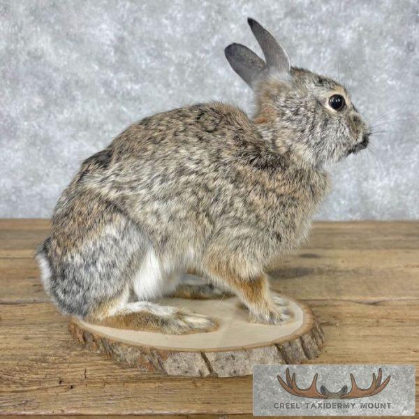 Eastern Cottontail Rabbit Life-size Taxidermy Mount For Sale - Image 3