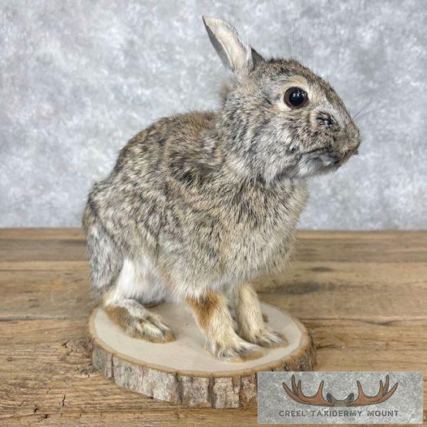 Eastern Cottontail Rabbit Life-size Taxidermy Mount For Sale - Image 2