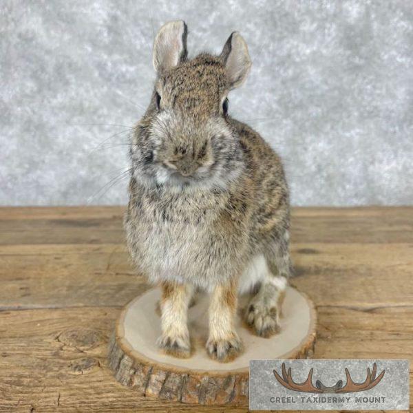Eastern Cottontail Rabbit Life-size Taxidermy Mount For Sale - Image 6