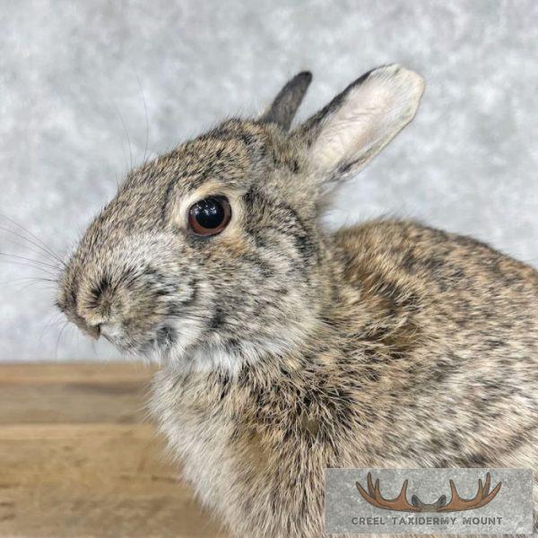 Eastern Cottontail Rabbit Life-size Taxidermy Mount For Sale - Image 7