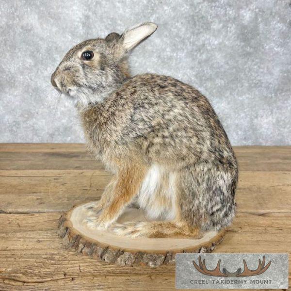 Eastern Cottontail Rabbit Life-size Taxidermy Mount For Sale - Image 2