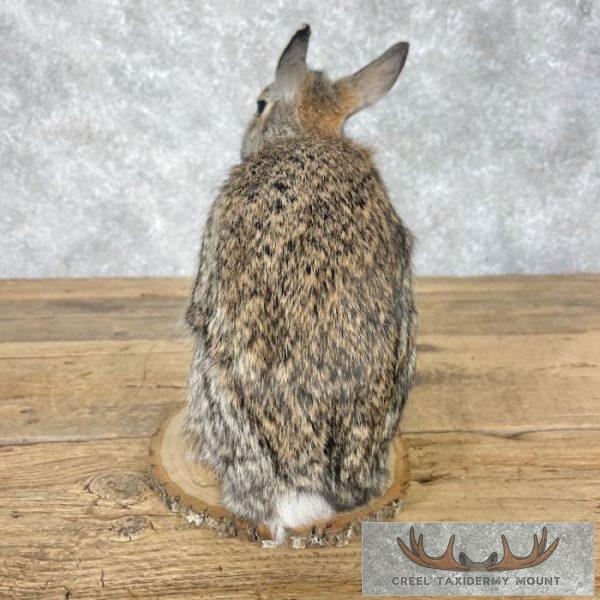 Eastern Cottontail Rabbit Life-size Taxidermy Mount For Sale - Image 3