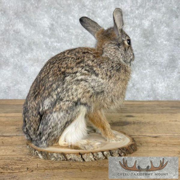 Eastern Cottontail Rabbit Life-size Taxidermy Mount For Sale - Image 4