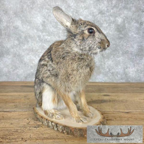 Eastern Cottontail Rabbit Life-size Taxidermy Mount For Sale - Image 5