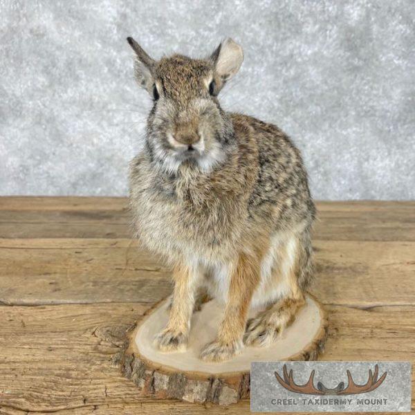 Eastern Cottontail Rabbit Life-size Taxidermy Mount For Sale - Image 6