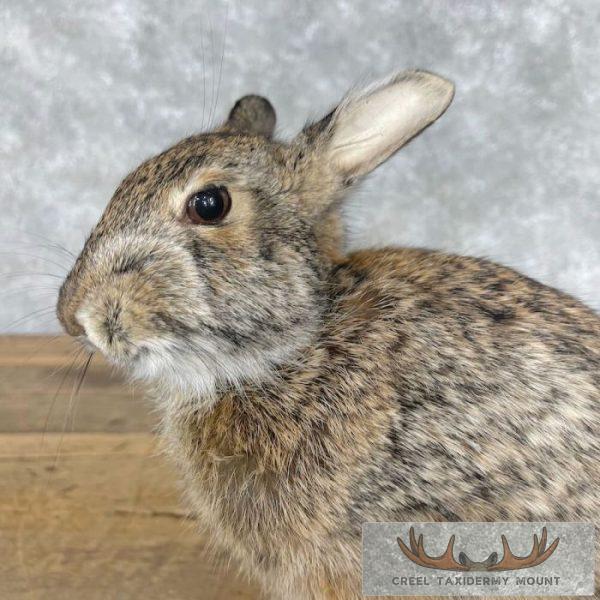 Eastern Cottontail Rabbit Life-size Taxidermy Mount For Sale - Image 7