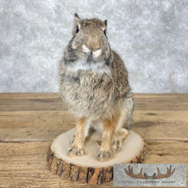 Eastern Cottontail Rabbit Life-size Taxidermy Mount For Sale - Image 2