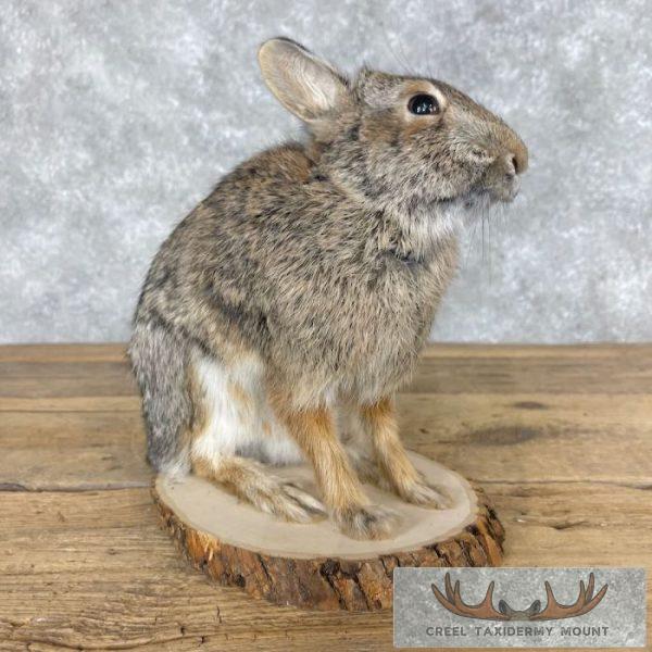 Eastern Cottontail Rabbit Life-size Taxidermy Mount For Sale - Image 3