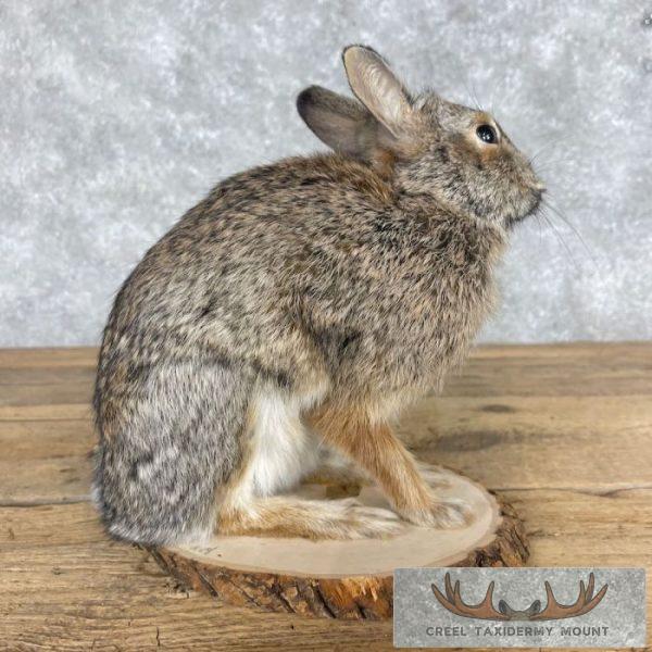 Eastern Cottontail Rabbit Life-size Taxidermy Mount For Sale - Image 4