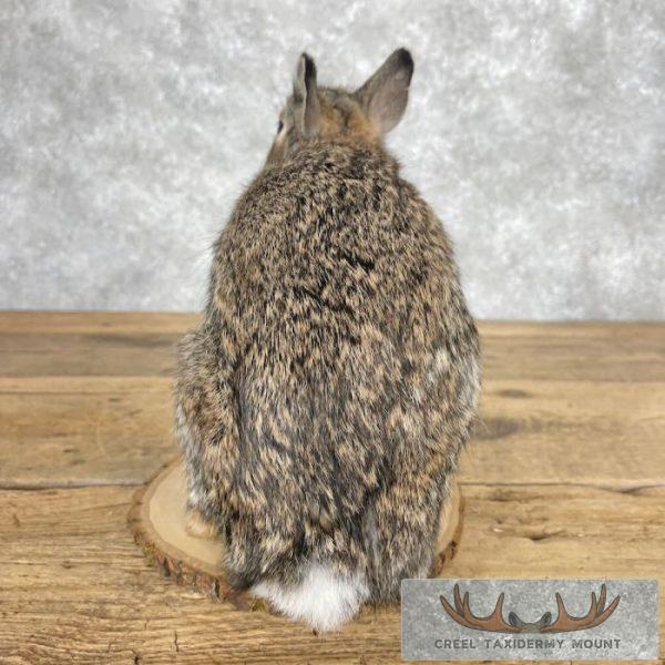 Eastern Cottontail Rabbit Life-size Taxidermy Mount For Sale - Image 5